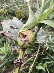 Antistrophus