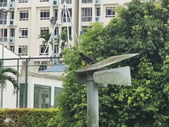 Acridotheres javanicus