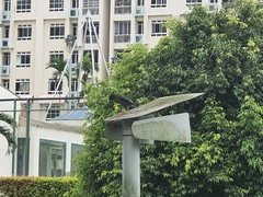 Acridotheres javanicus