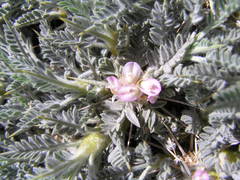 Astragalus creticus