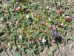 Trifolium uniflorum