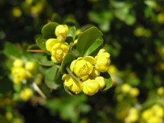Berberis cretica