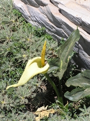 Arum creticum
