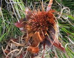 Protea montana