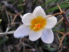 Crocus sieberi