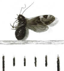 Maoripsocus