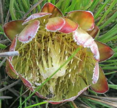Protea montana