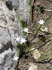 Scilla nana