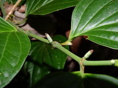 Piper crassinervium