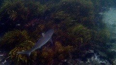 Carcharhinus obscurus