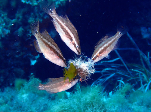 Ocellated Wrasse
