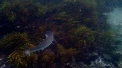 Carcharhinus obscurus