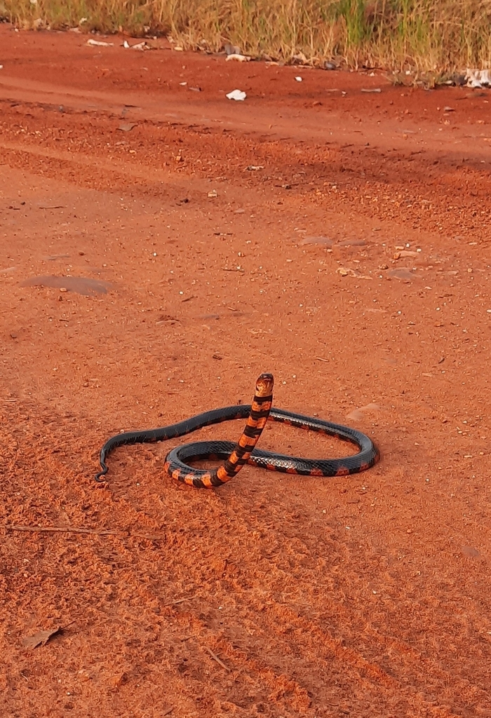 Swamp Liophis