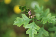 Dasineura crataegi