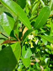 Magnoliopsida