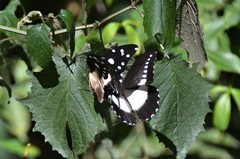 Papilio fuelleborni
