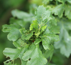 Dasineura crataegi
