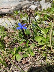Gentiana brachyphylla