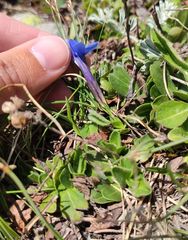 Gentiana brachyphylla