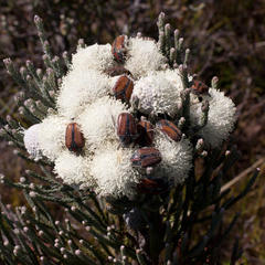 Trichostetha capensis