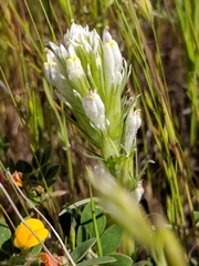 Castilleja densiflora densiflora
