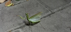 Mantis religiosa