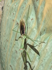 Tenodera sinensis