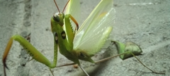Mantis religiosa