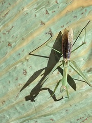 Tenodera sinensis