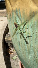 Tenodera sinensis