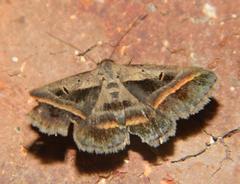Acantholipes trimeni