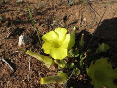 Oxalis flava flava