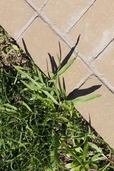 Falcaria vulgaris