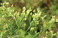 Erigeron floribundus