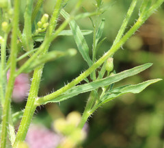 Erigeron floribundus