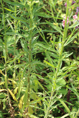 Erigeron floribundus