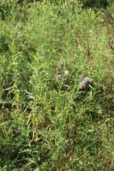 Erigeron floribundus