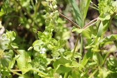 Stellaria media
