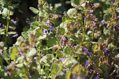 Glechoma hederacea