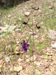 Delphinium patens