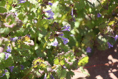 Glechoma hederacea