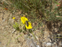 Acmaeodera labyrinthica