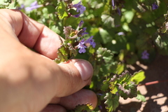 Glechoma hederacea