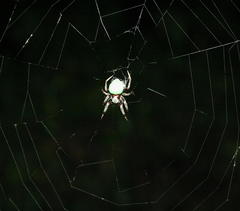 Araneus apricus