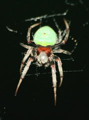Araneus apricus