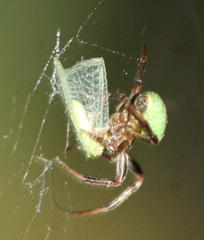 Araneus apricus