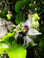 Xylocopa frontalis