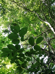 Piscidia carthagenensis