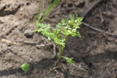 Apiaceae