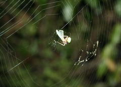 Araneus apricus